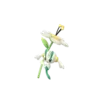 Floette_white