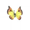 Vivillon_continental