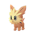 Lillipup