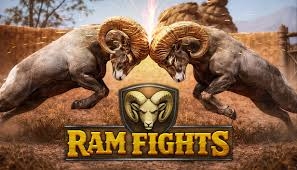 Ram Fights