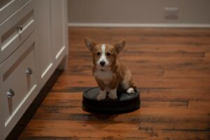 A Dog’s Perfect Christmas