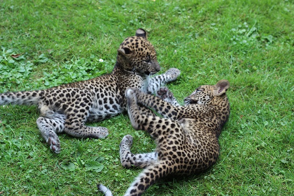 Dagje Uit: BestZoo (video)