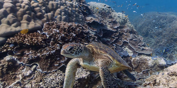 Google Streetview brengt onderwater beelden